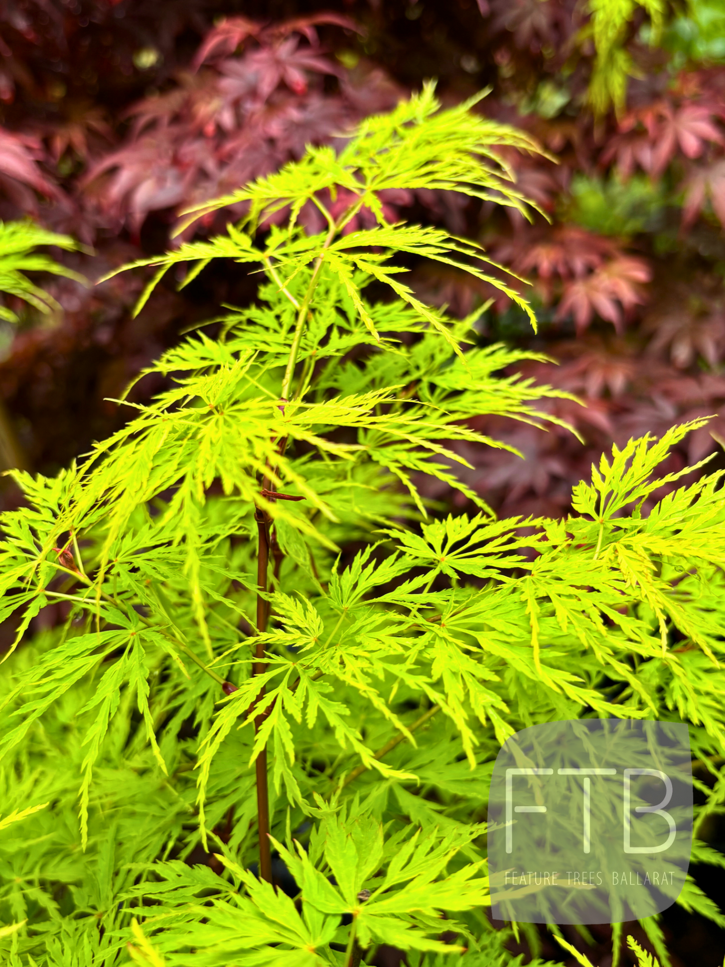 Acer Palmatum Seiryu - Japanese Maple Seiryu