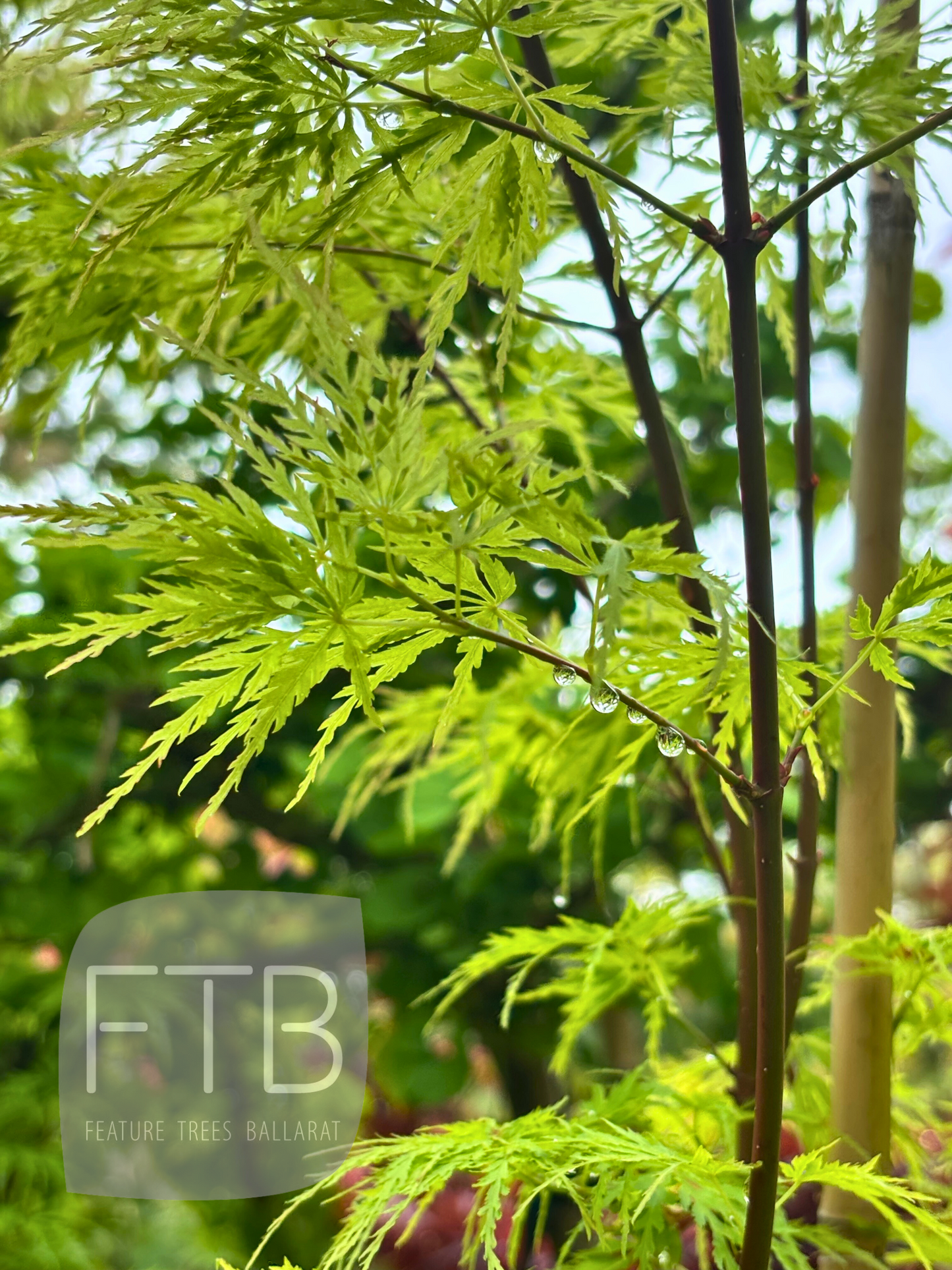 Acer Palmatum Seiryu - Japanese Maple Seiryu