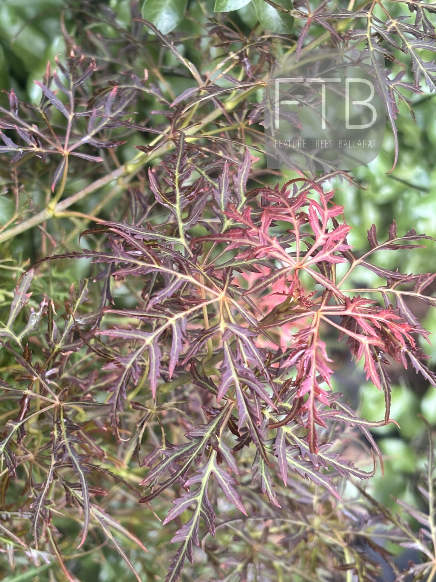 Acer Palmatum Baby Lace - Baby Lace Japanese Maple