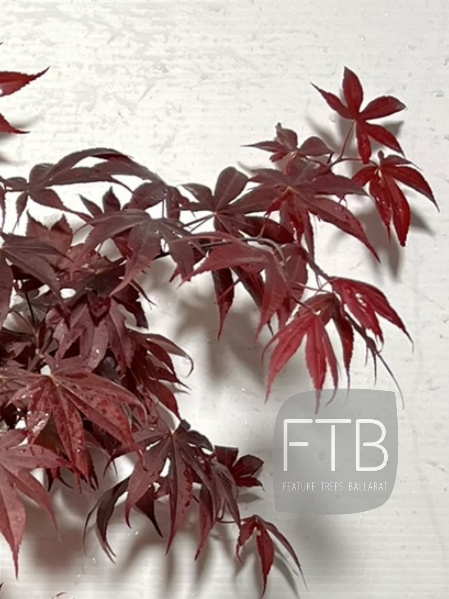 Acer Palmatum 'Mars' - Mars Japanese Maple