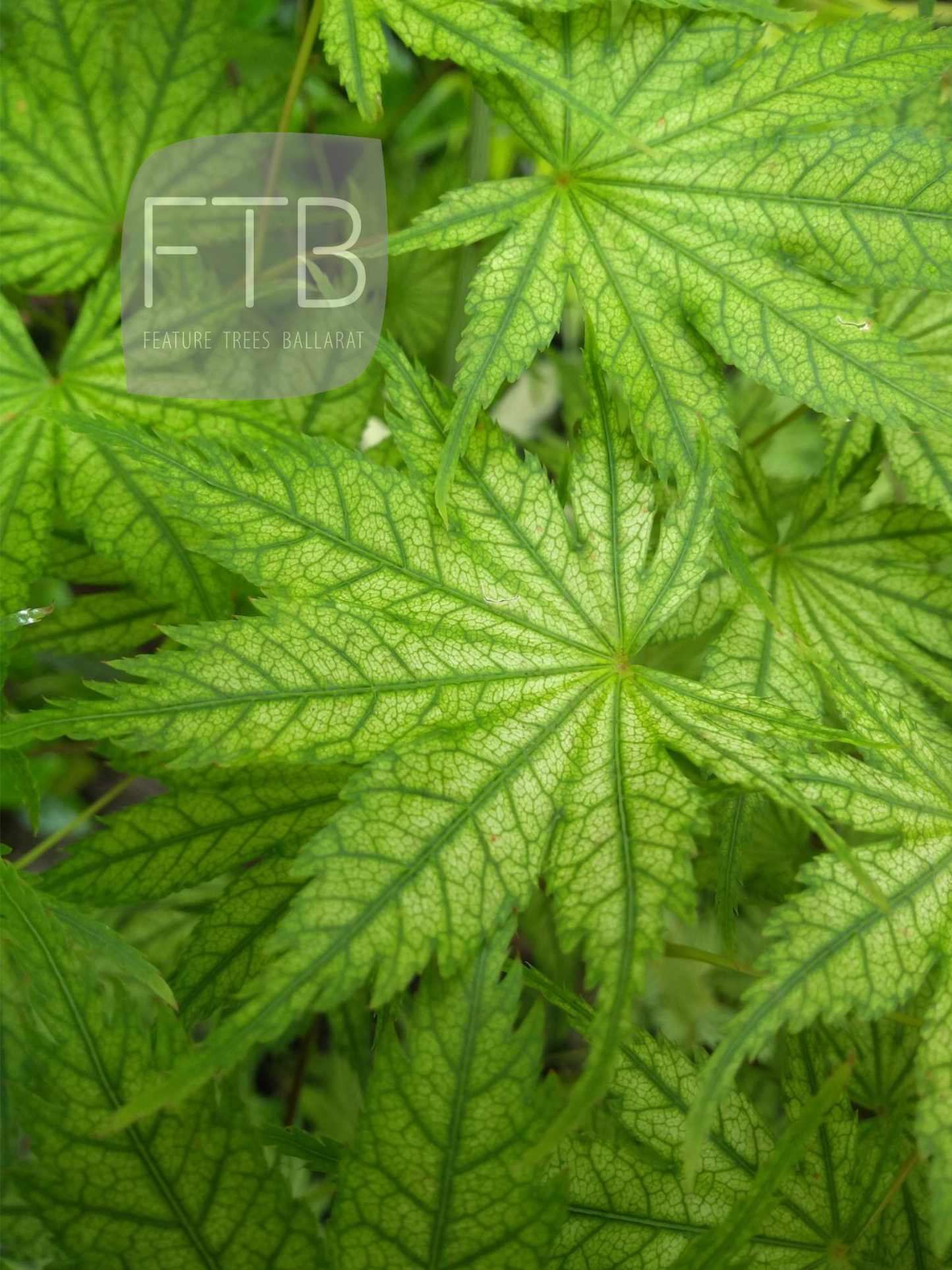 Acer Palmatum 'Reticulatum' - Reticulated Japanese Maple