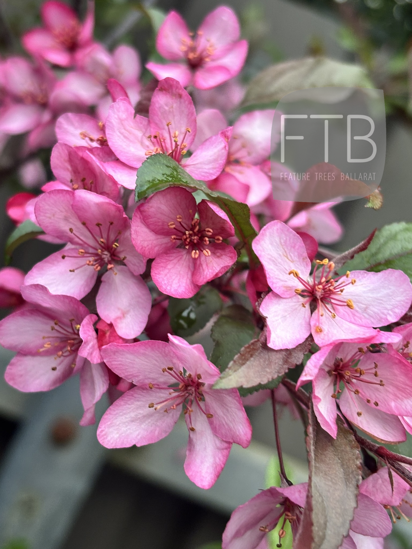 Malus - Royal Raindrops Crabapple