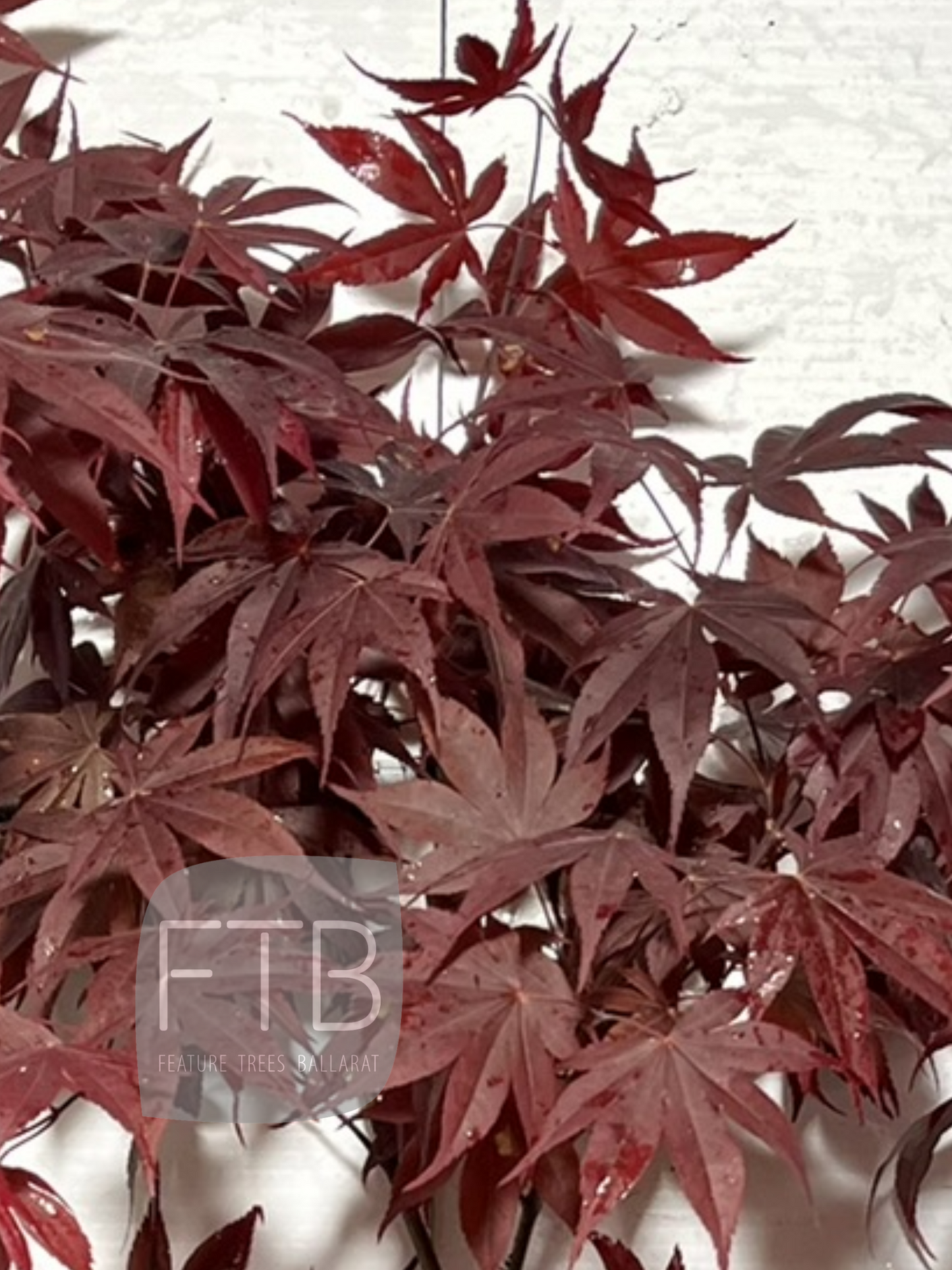 Acer Palmatum 'Mars' - Mars Japanese Maple
