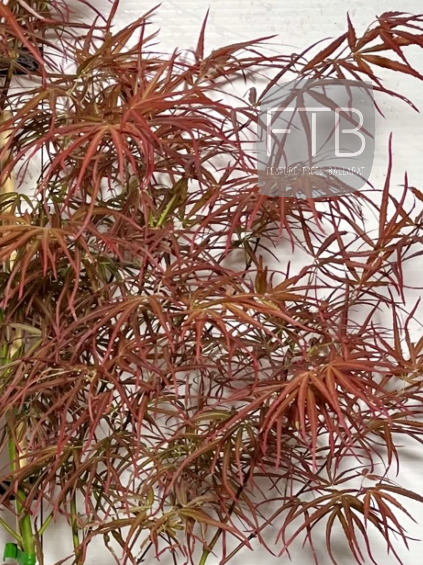 Acer Palmatum Arnold Fingers - Arnold Fingers Japanese Maple