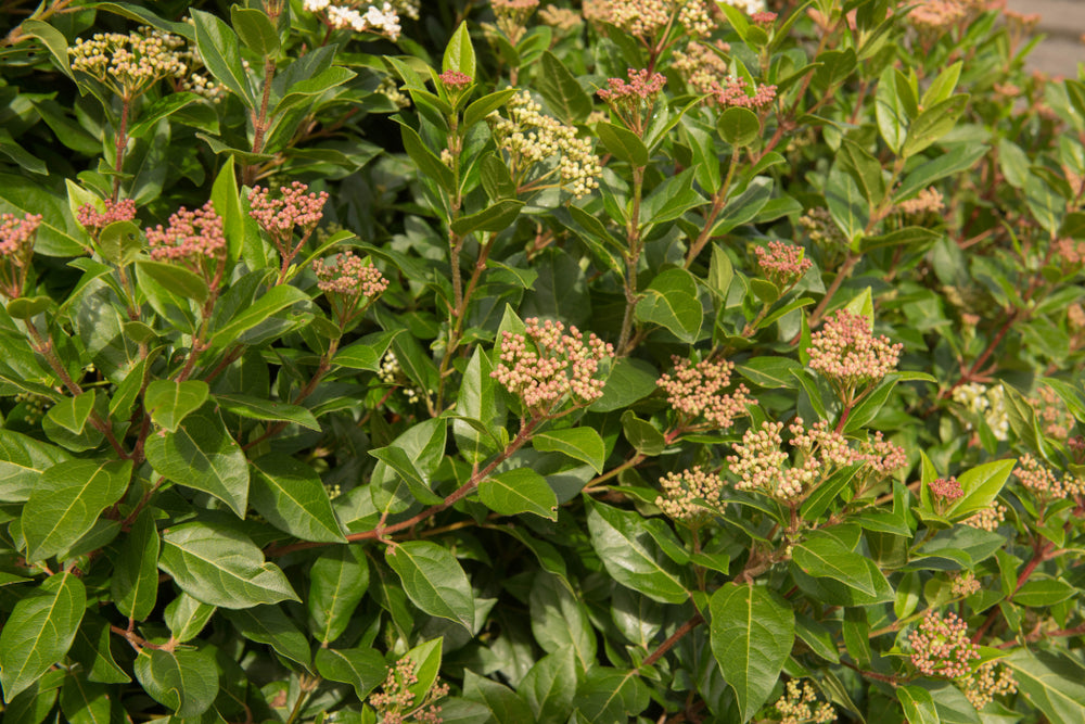 Viburnum Tinus