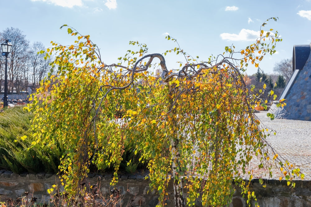 Betula Pendula Youngii - Weeping Silver Birch
