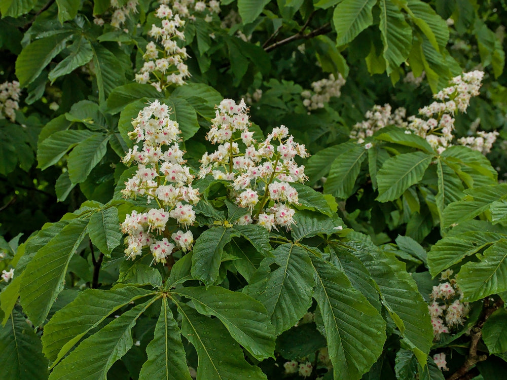 Aesculus Hippocastanum Alba - White Horse Chestnut