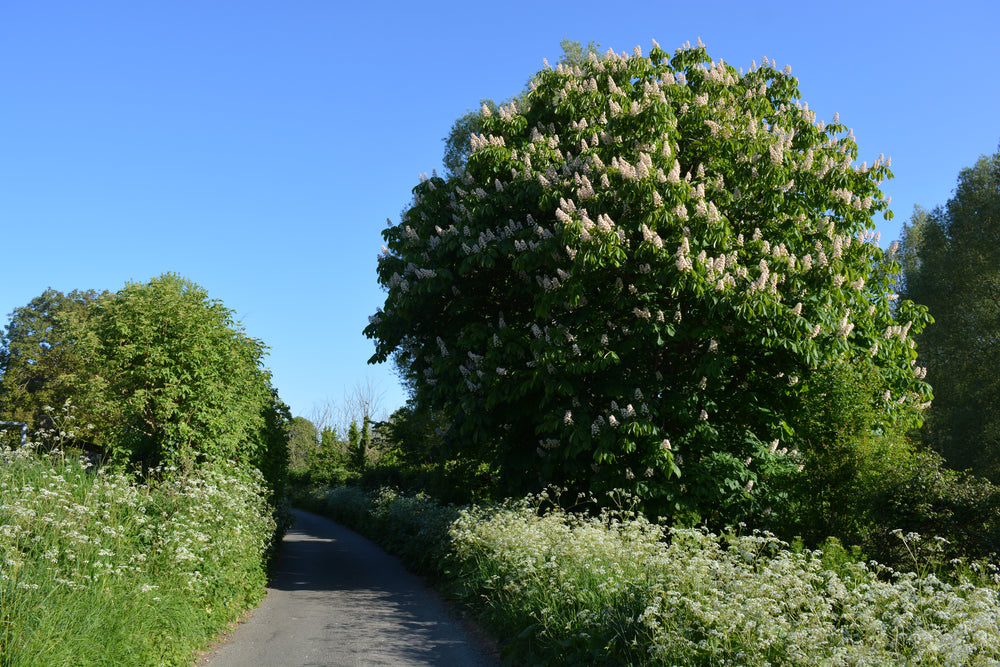 Aesculus Hippocastanum Alba - White Horse Chestnut