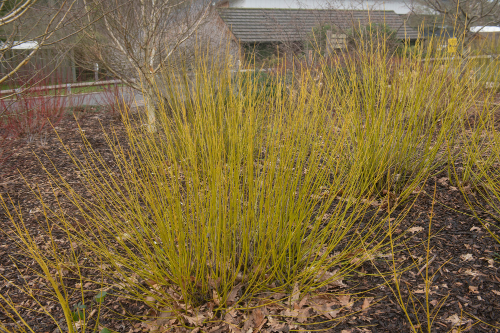 Cornus Stolonifera Flaviramea – Yellow Stemmed Dogwood