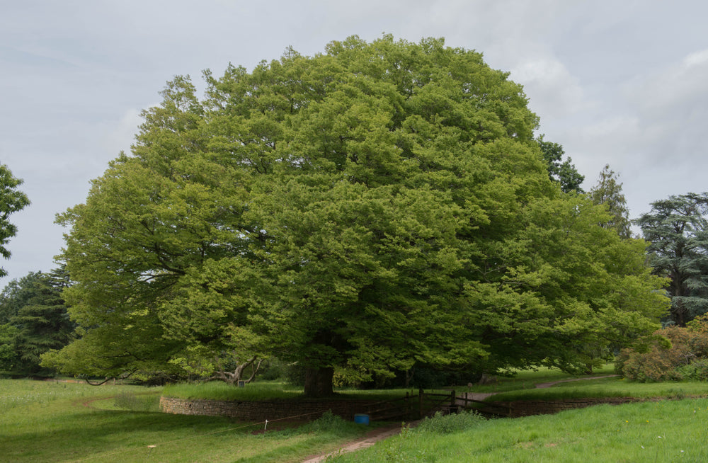 Zelkova Serrata – Japanese Zelkova