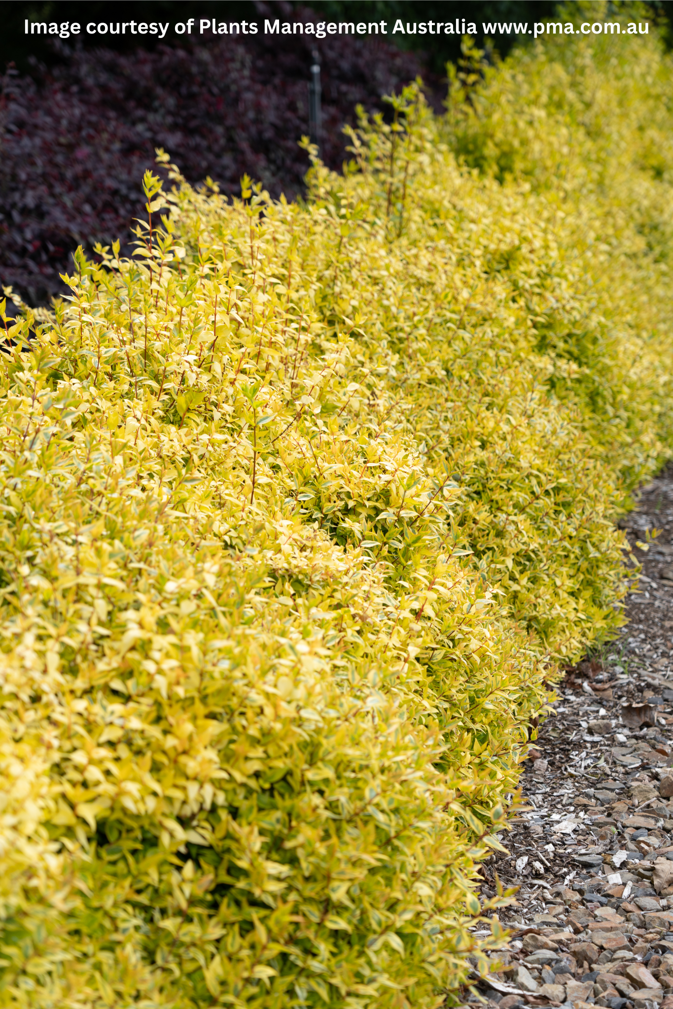 Row of yellow shrubs lining a gravel path with 'Plants Management Australia' branding.