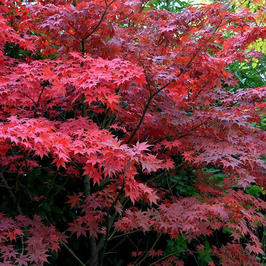 Acer Palmatum Bloodgood - Japanese Maple Bloodgood