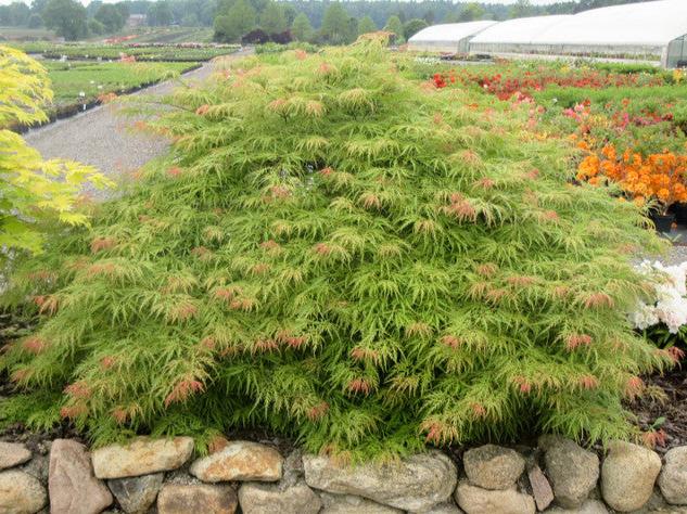 Acer Palmatum Green Globe - Weeping Japanese Maple Green Globe