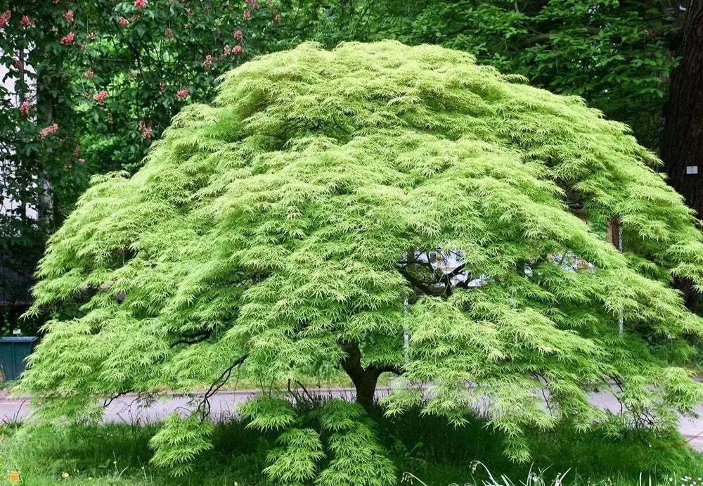 Acer Palmatum Emerald Lace - Weeping Japanese Maple Emerald Lace