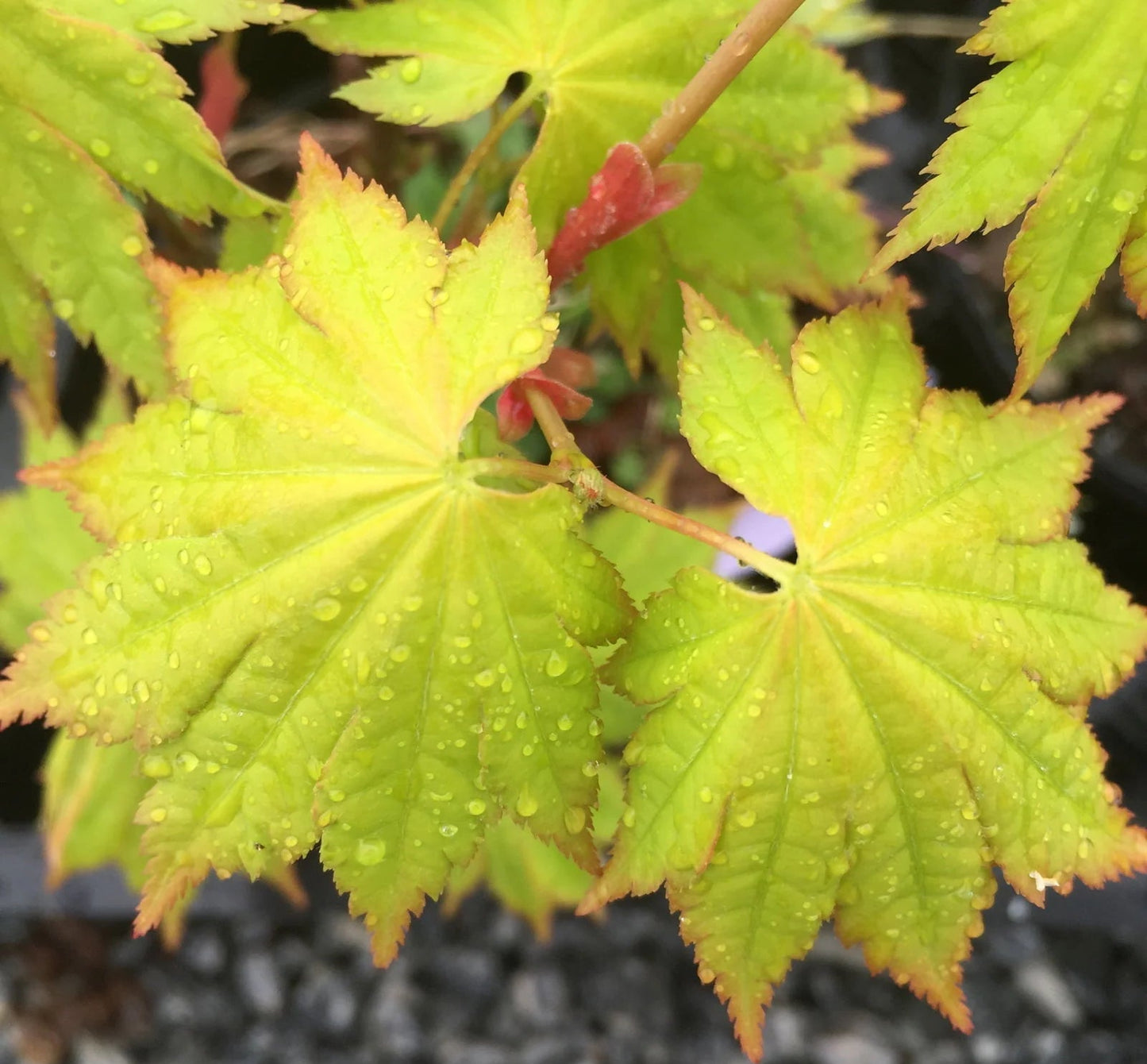 Acer Shirasawanum Aureum - Golden Full Moon Maple