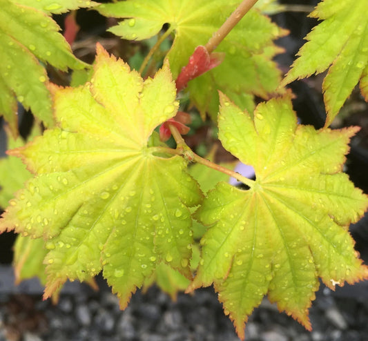 Acer Shirasawanum Aureum - Golden Full Moon Maple