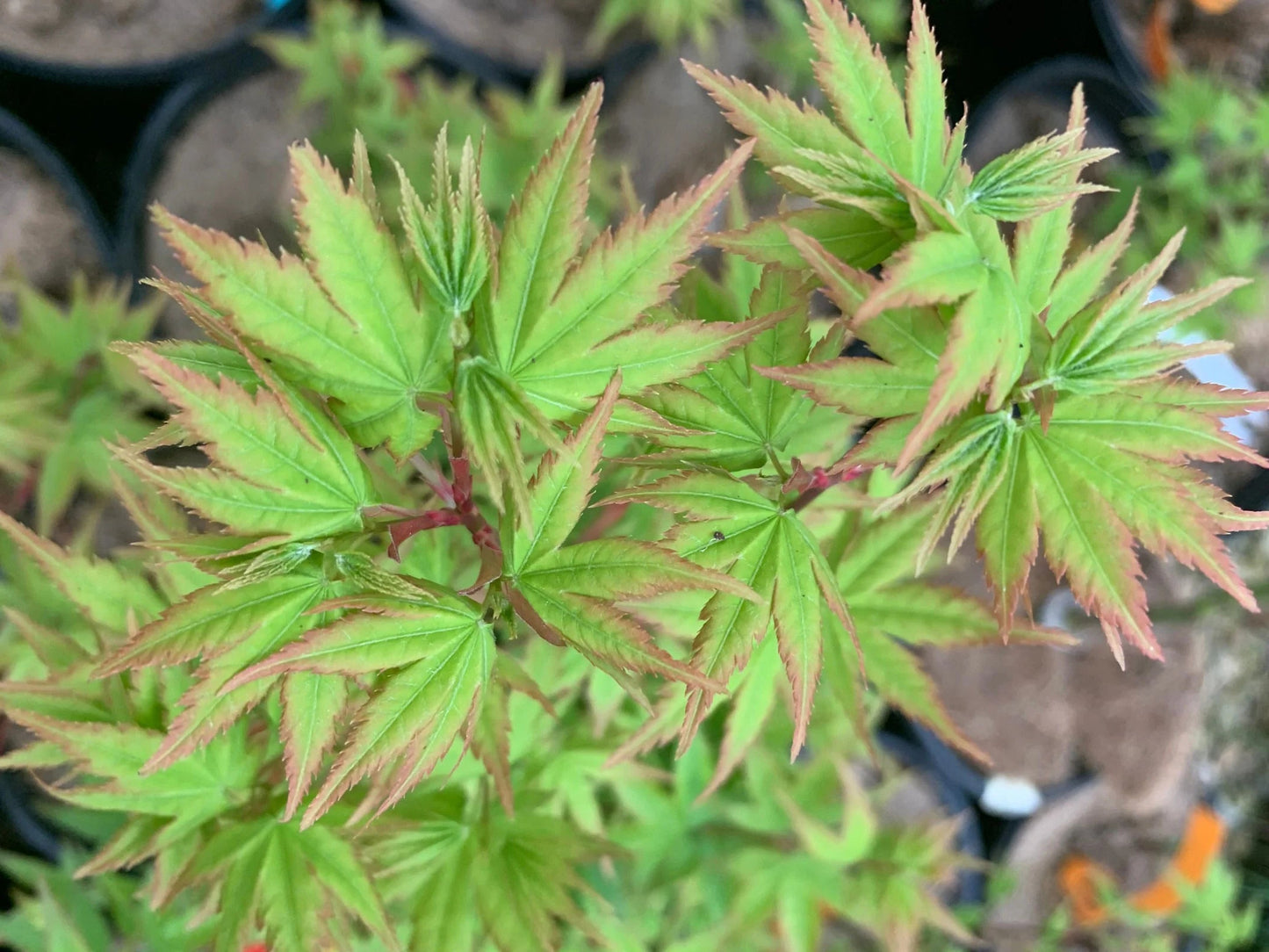 Acer Palmatum Kashima - Japanese Maple Kashima