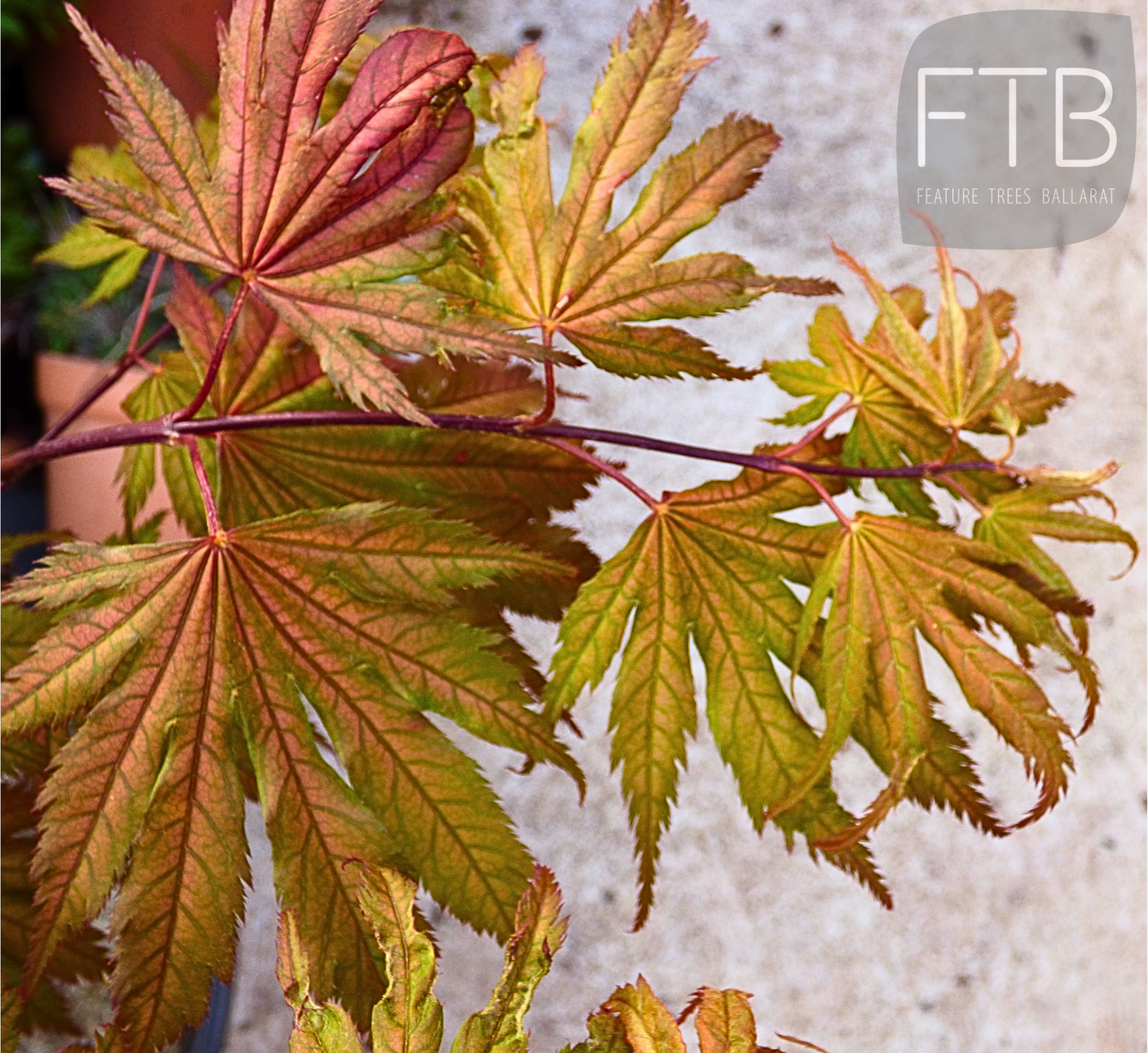 Acer Palmatum Ariadne - Japanese Maple Ariadne