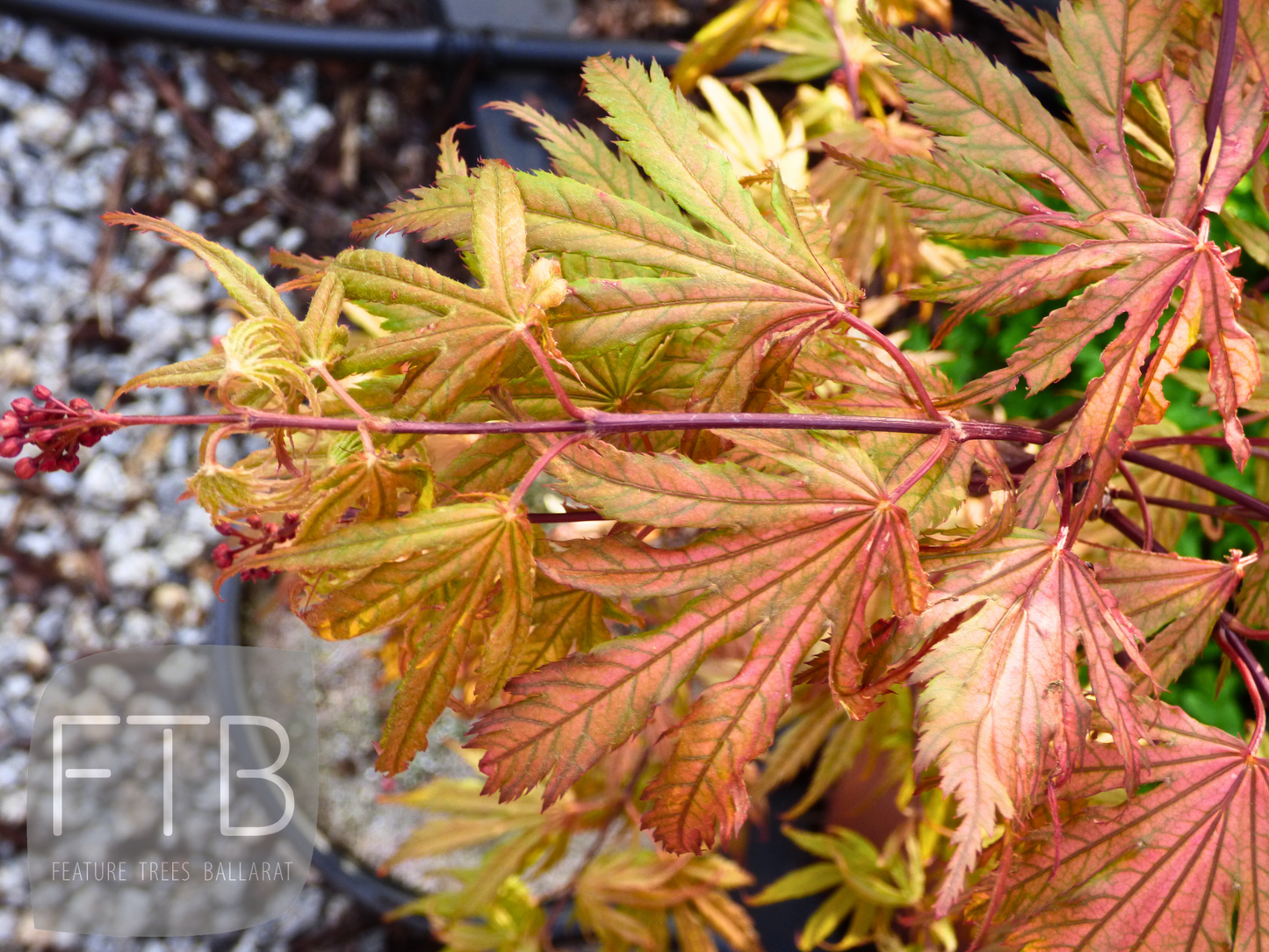 Acer Palmatum Ariadne - Japanese Maple Ariadne
