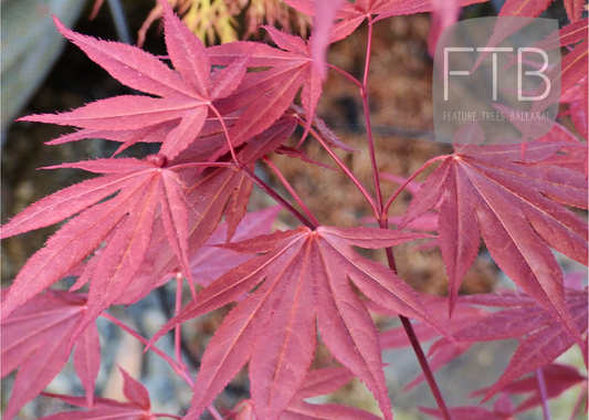 Acer Palmatum Atropurpureum - Japanese Maple Purple Upright