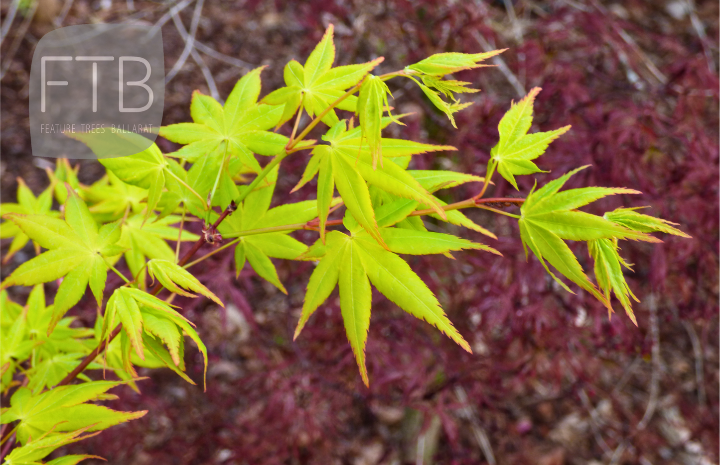 Acer Palmatum Aureum - Golden Japanese Maple