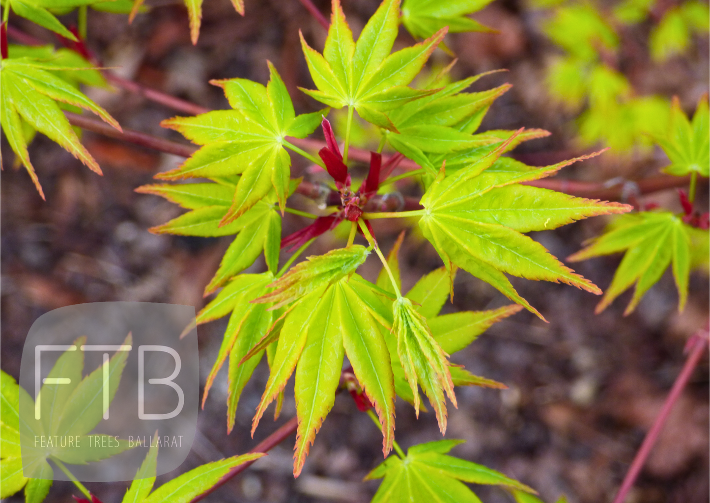 Acer Palmatum Aureum - Golden Japanese Maple