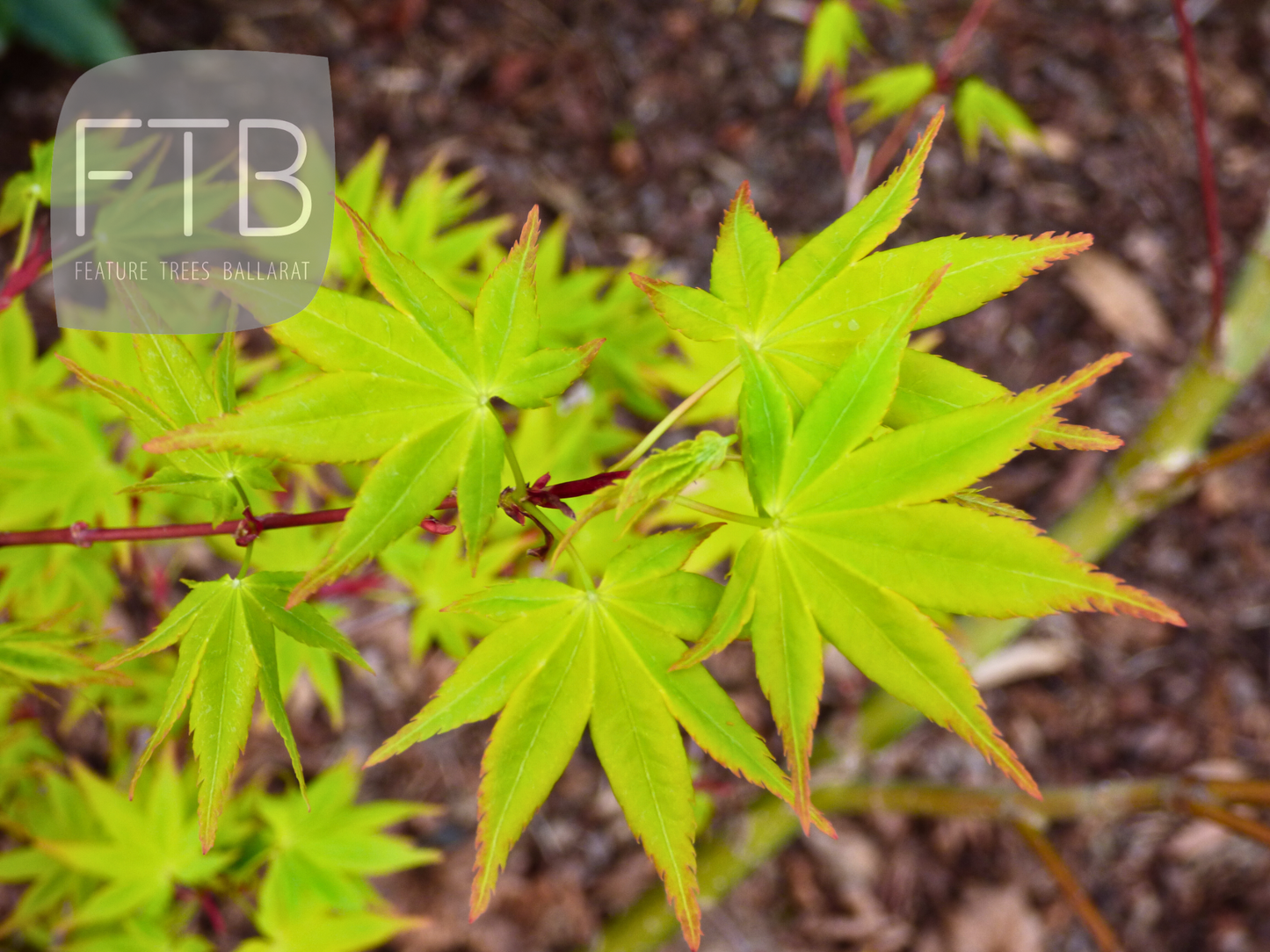 Acer Palmatum Aureum - Golden Japanese Maple