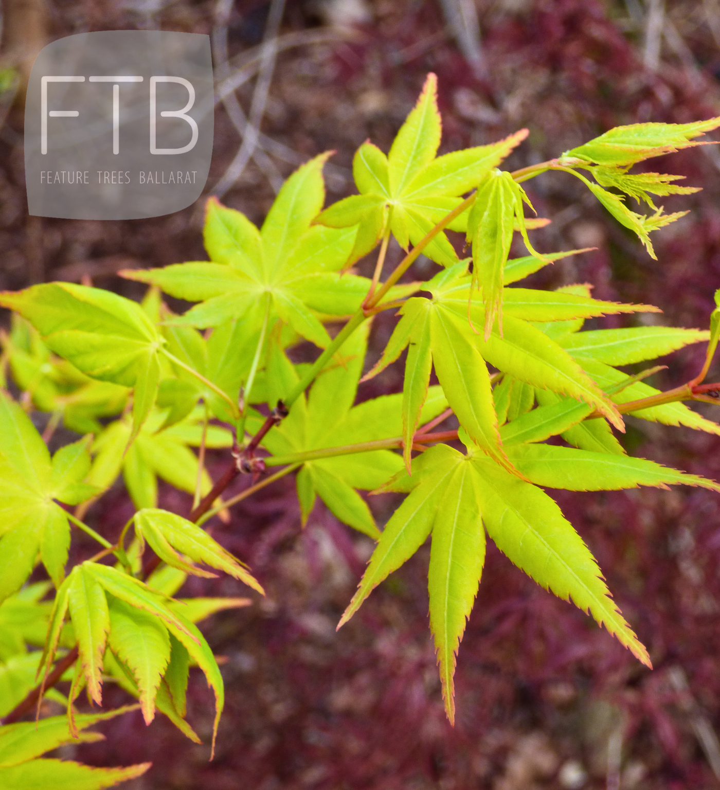 Acer Palmatum Aureum - Golden Japanese Maple