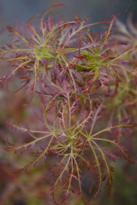 Acer Palmatum Baby Lace - Baby Lace Japanese Maple