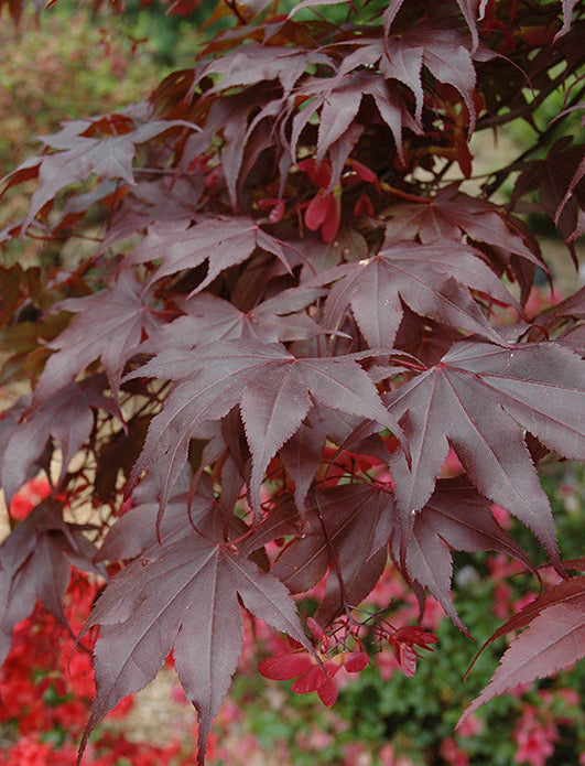 Acer Palmatum Bloodgood - Japanese Maple Bloodgood