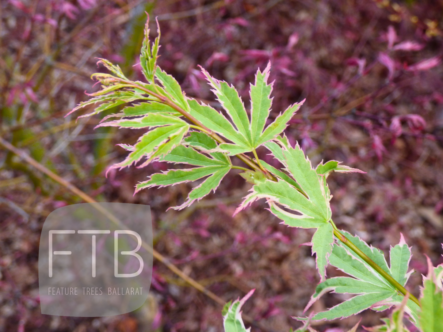 Acer Palmatum Butterfly - Japanese Maple Butterfly