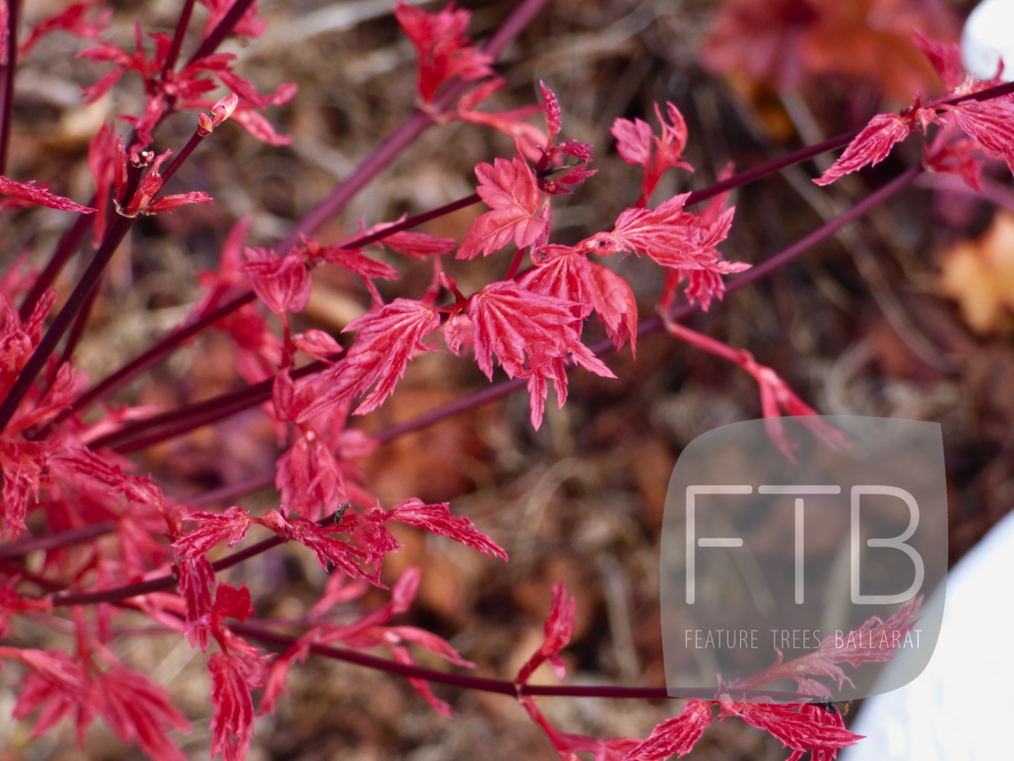 Acer Palmatum Shin Chishio - Japanese Maple Chishio Improved