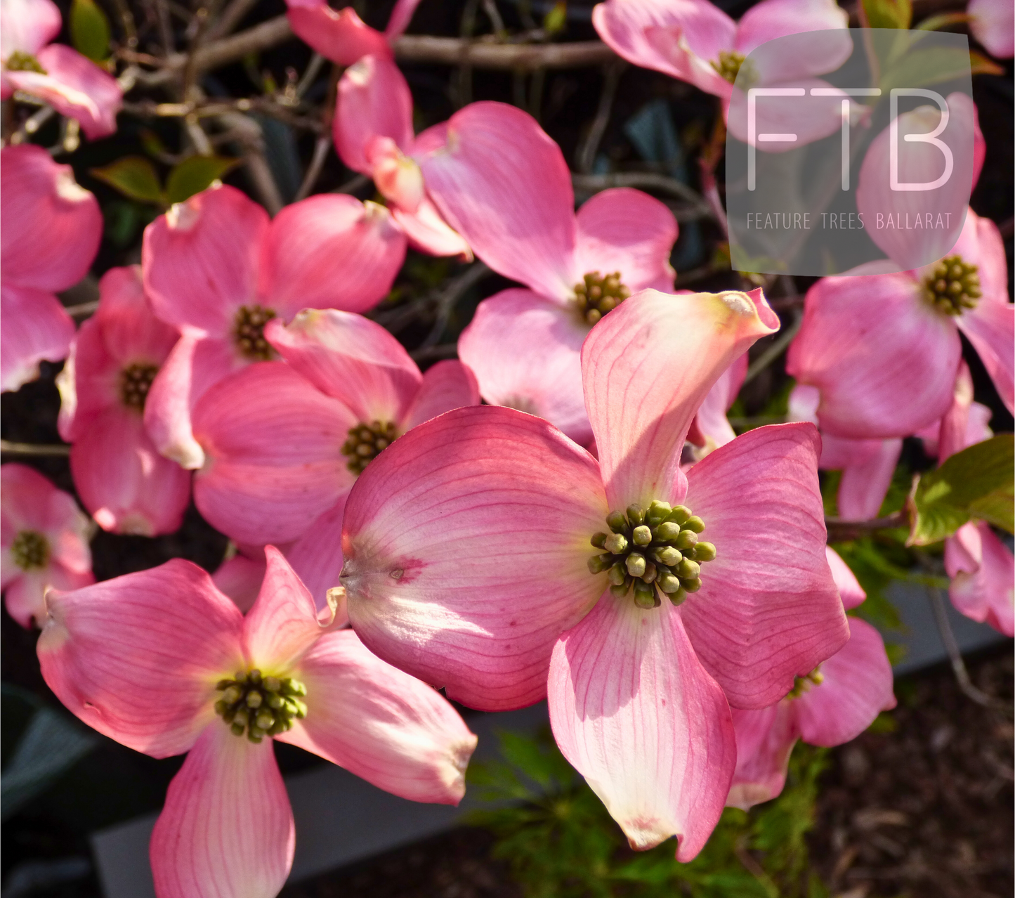 Cornus Florida Rubra - Pink Flowering Dogwood