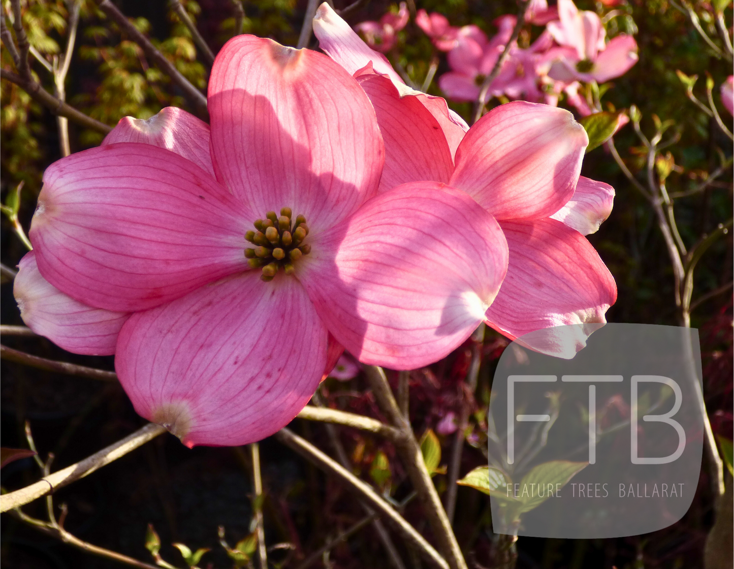 Cornus Florida Rubra - Pink Flowering Dogwood