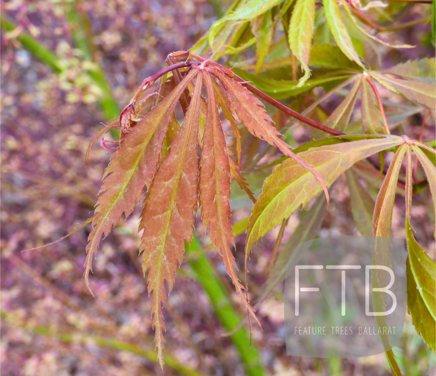 Acer Palmatum Elegans - Japanese Maple Elegans