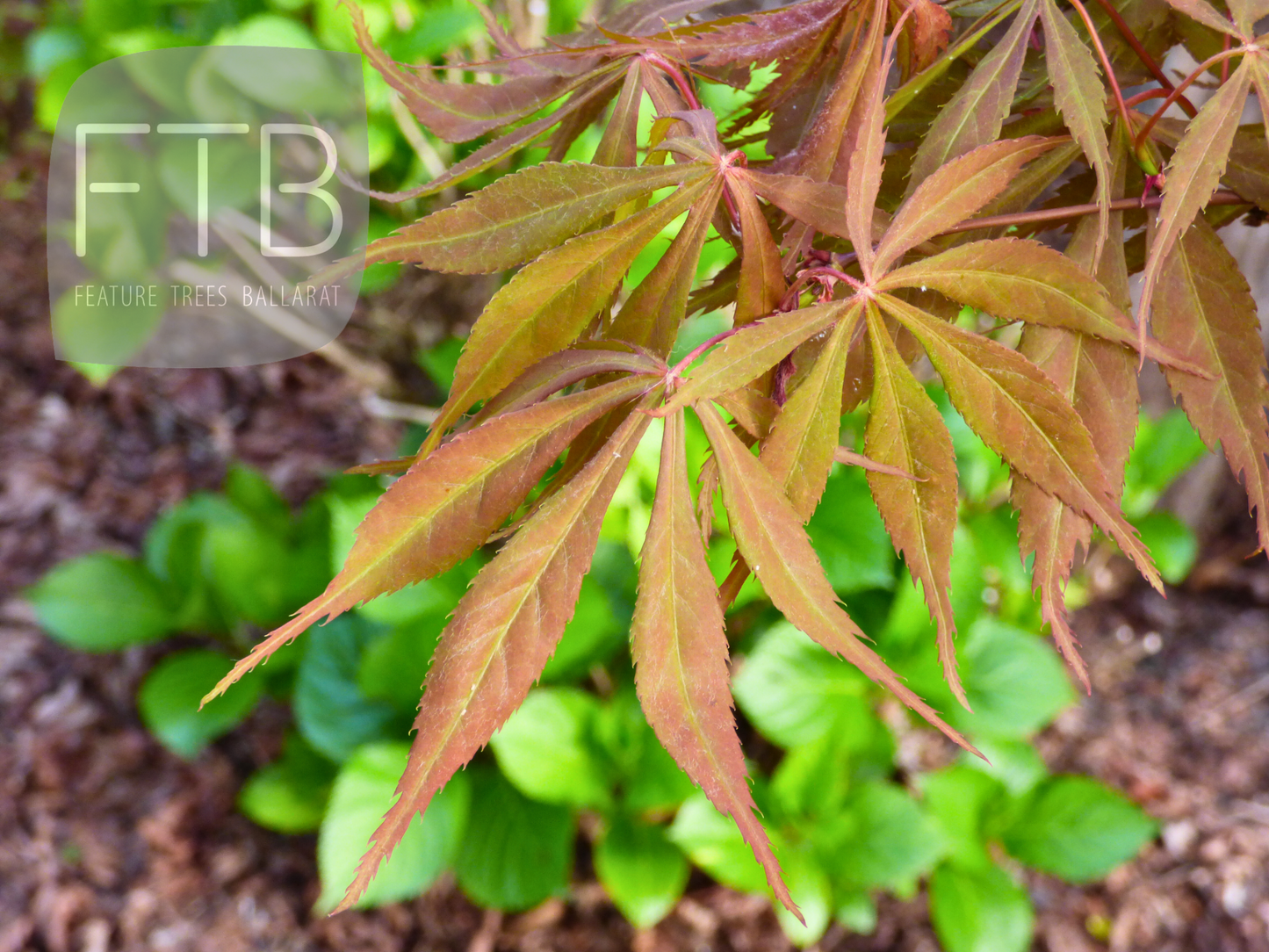 Acer Palmatum Elegans - Japanese Maple Elegans