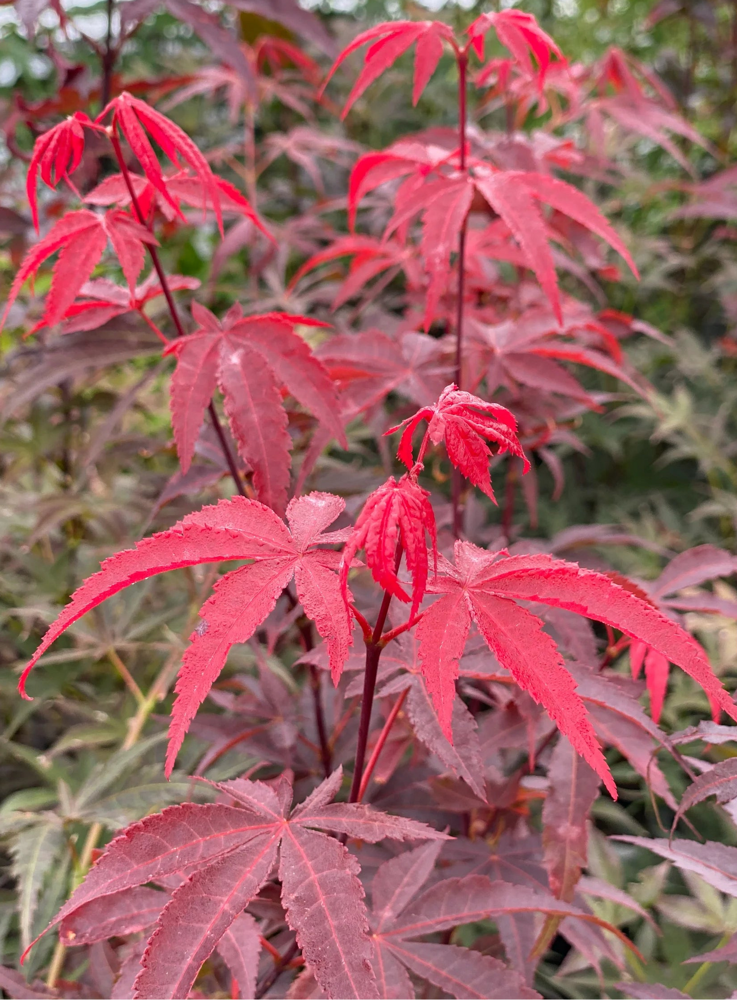 Acer Palmatum Emperor 1 - Japanese Maple Emperor 1