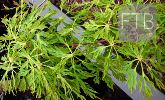 Acer Japonicum Fairy Light - Japanese Maple Fairy Lights