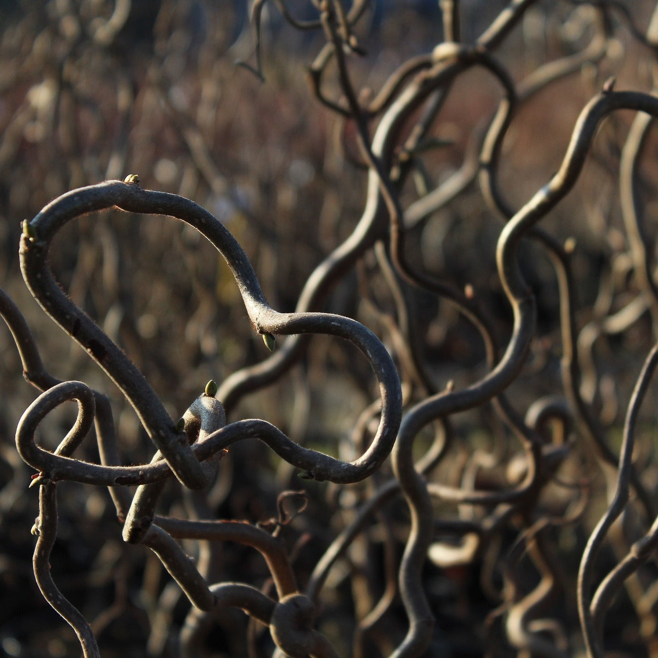 Corylus Avellana 'Contorta' - Crazy Filbert