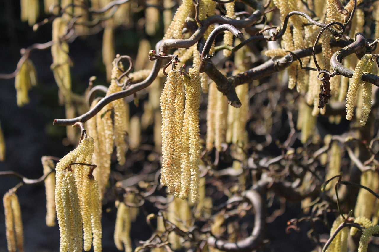 Corylus Avellana 'Contorta' - Crazy Filbert