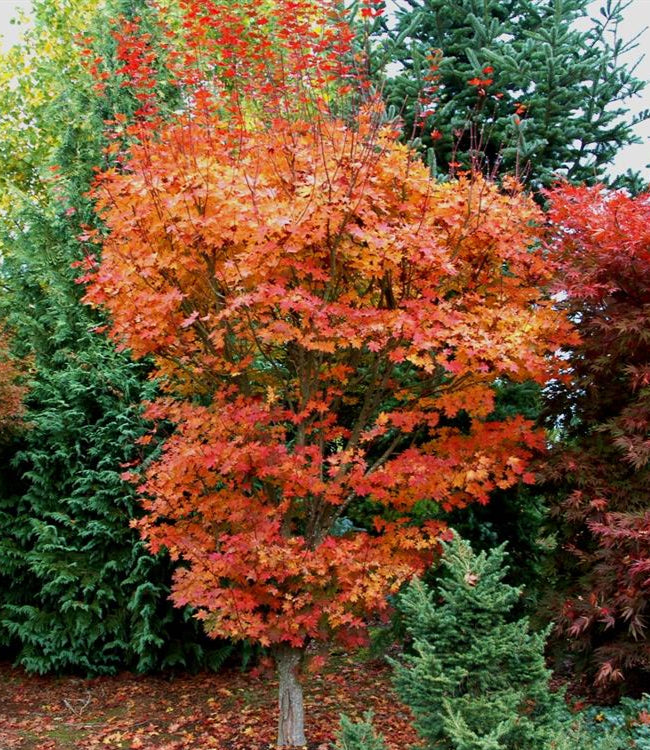Acer Palmatum Herbstfeuer - Japanese Maple Herbstfeuer