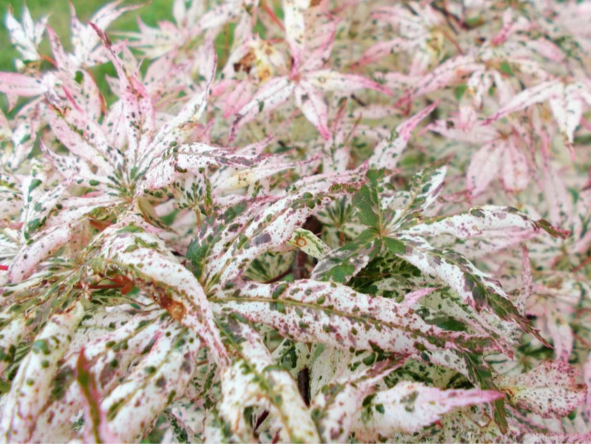 Acer Palmatum Ukigumo - Japanese Maple Ukigumo