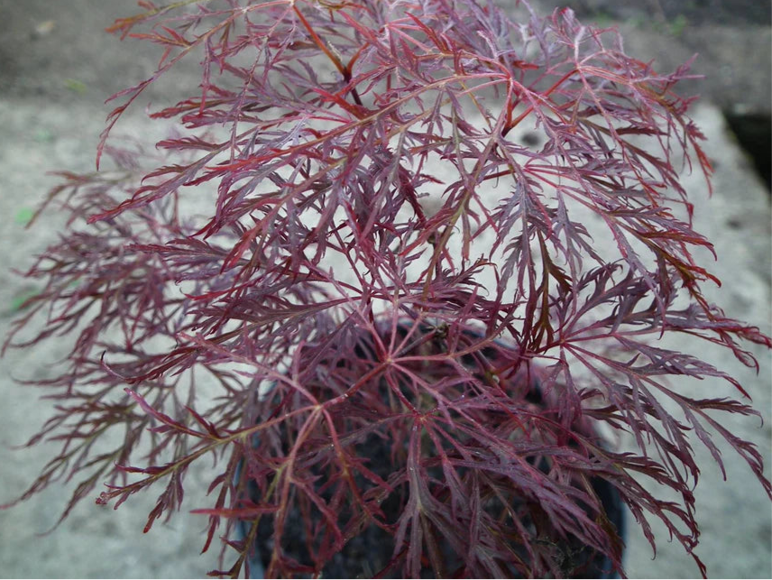 Acer Palmatum 'Red Filigree Lace' - Red Filigree Lace Japanese Maple