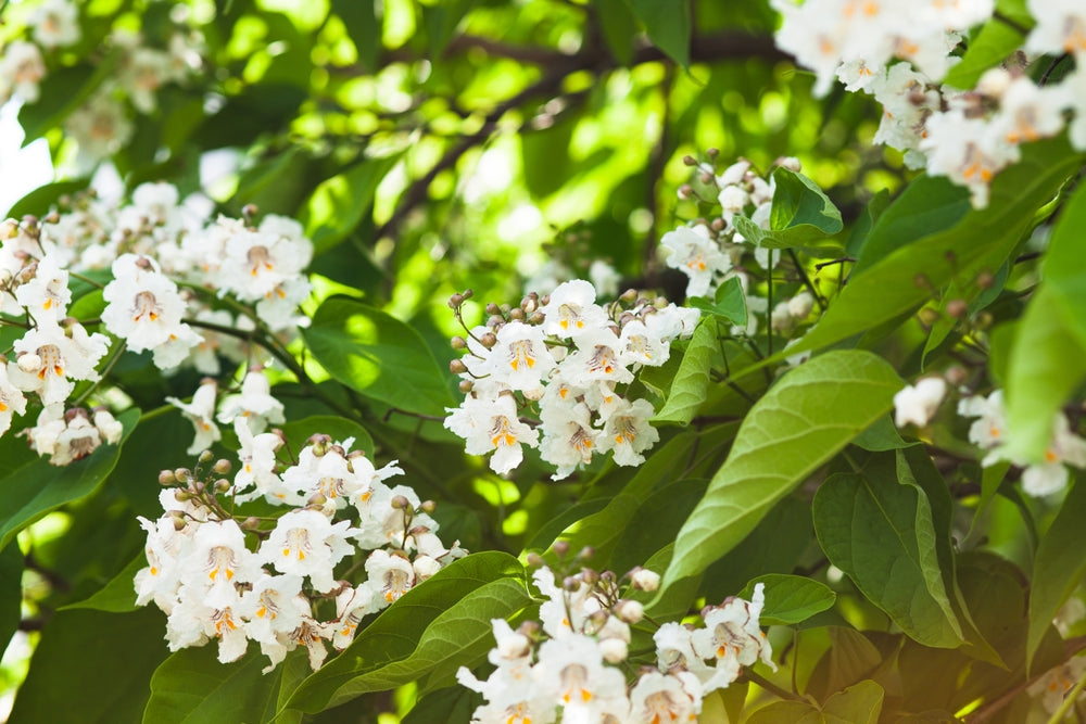 Catalpa Bignonioides - Indian Bean Tree