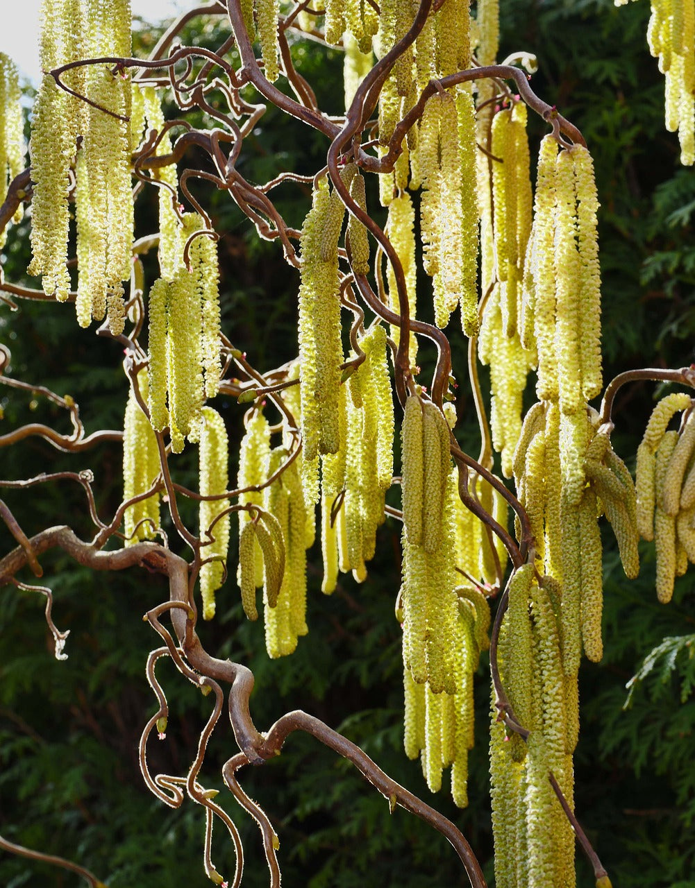 Corylus Avellana 'Contorta' - Crazy Filbert