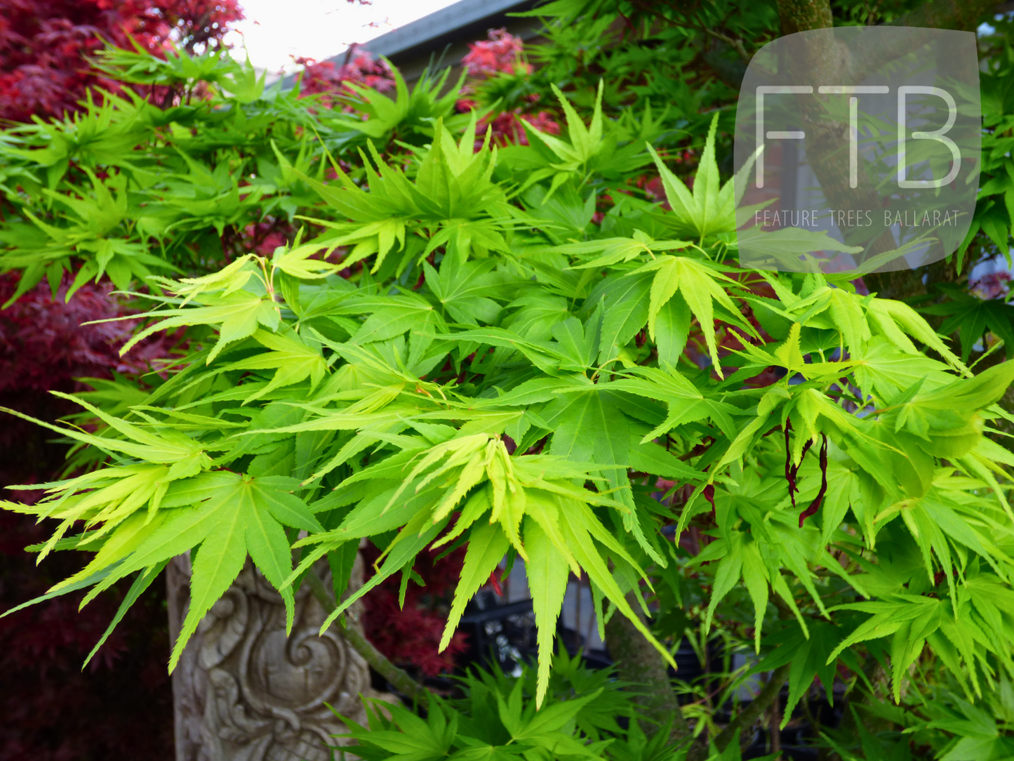 Acer Palmatum Mikawa Yatsubusa - Japanese Maple Mikawa Yatsubusa