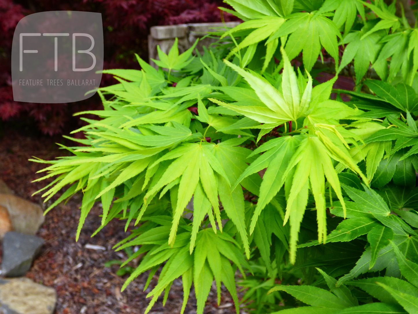 Acer Palmatum Mikawa Yatsubusa - Japanese Maple Mikawa Yatsubusa