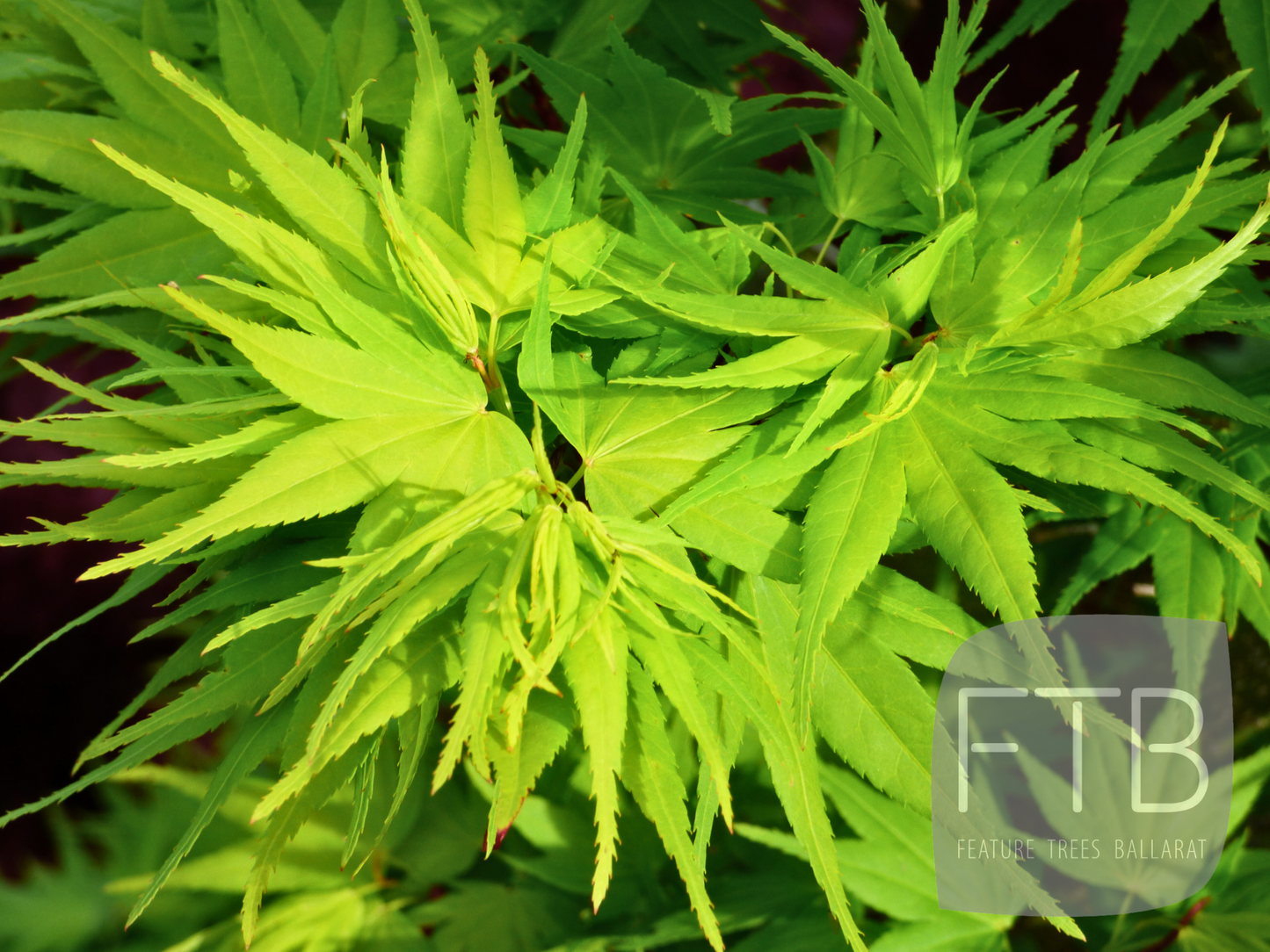 Acer Palmatum Mikawa Yatsubusa - Japanese Maple Mikawa Yatsubusa