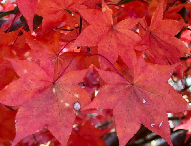 Close-up of bright red maple leaves