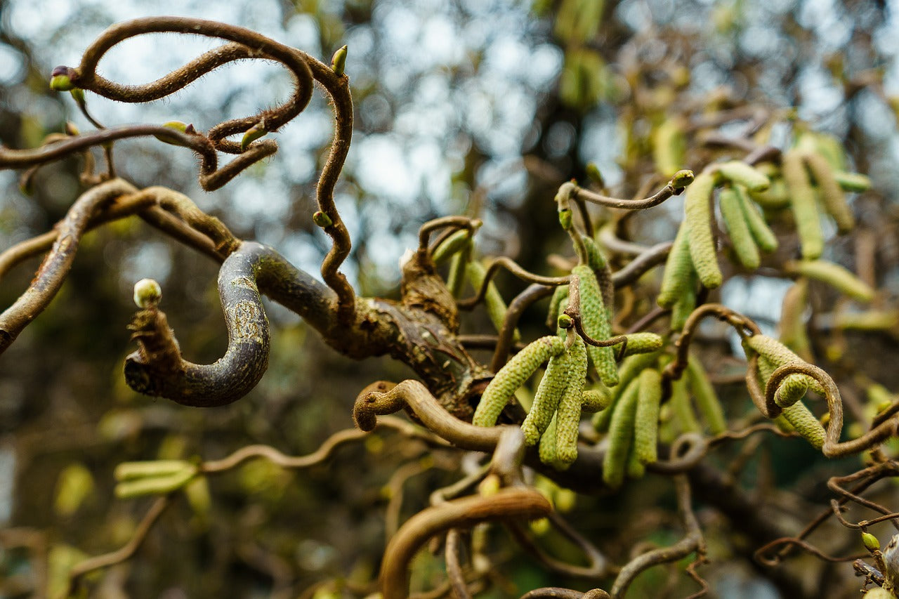 Corylus Avellana 'Contorta' - Crazy Filbert
